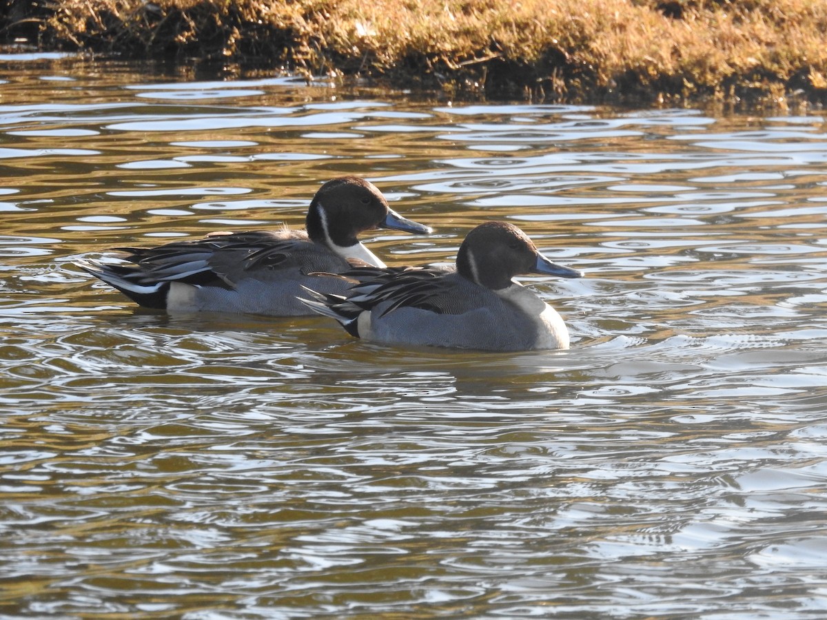 Northern Pintail - ML646806298