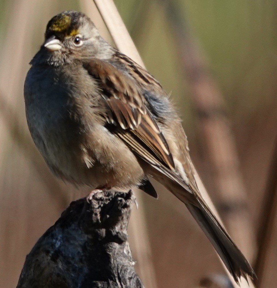 gulkronespurv - ML646806305