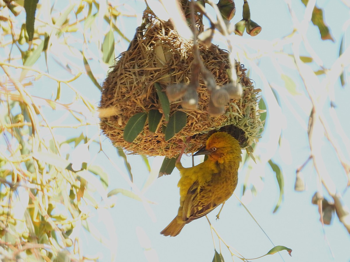 Капский ткач - ML646806306