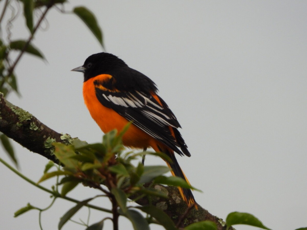 ボルチモアムクドリモドキ - ML646806307