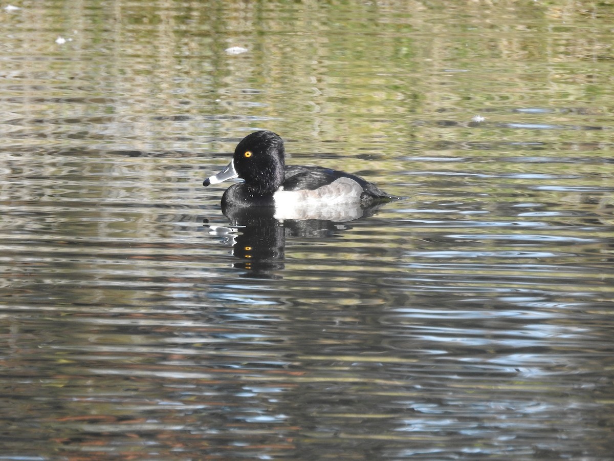 Ring-necked Duck - ML646806308