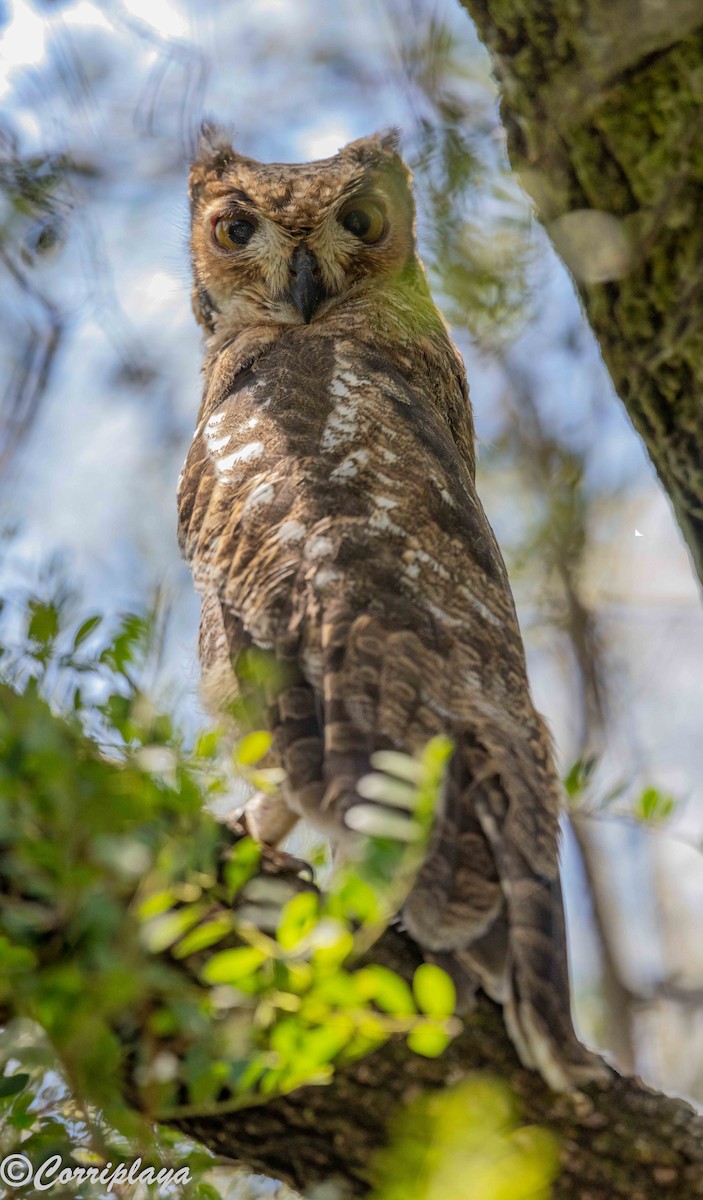 Пугач африканський - ML646806309