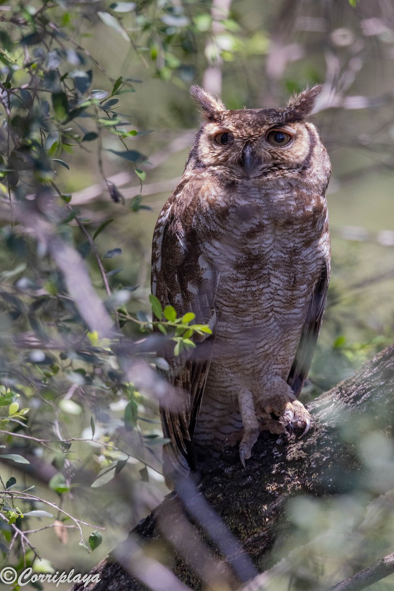 Пугач африканський - ML646806310