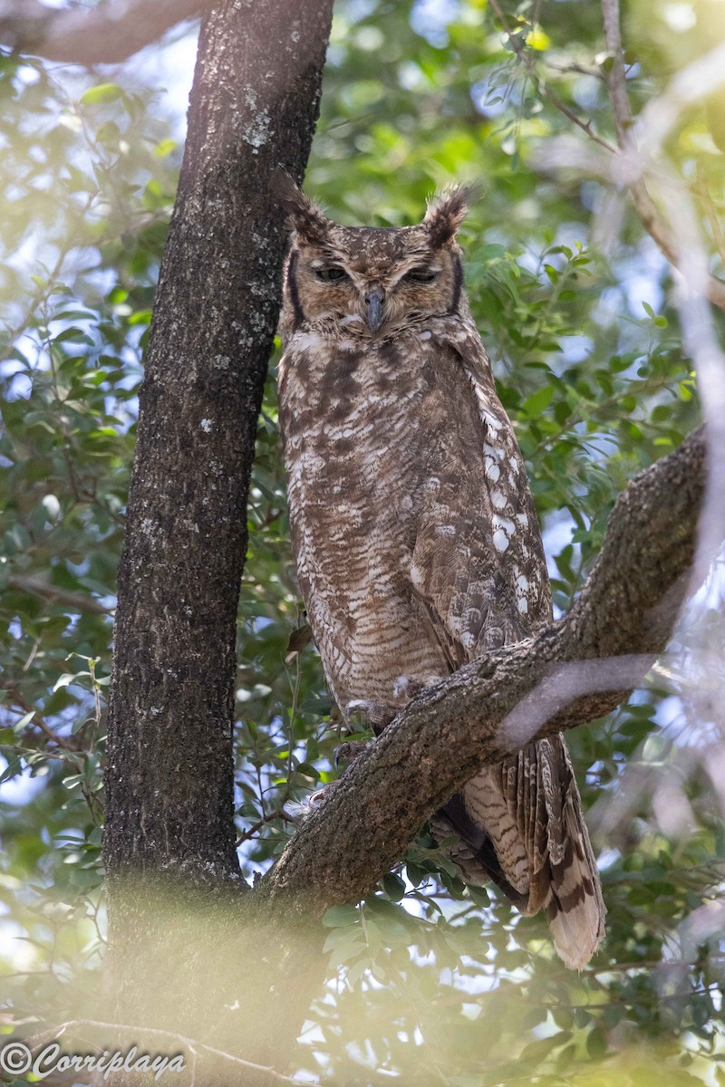 Пугач африканський - ML646806311