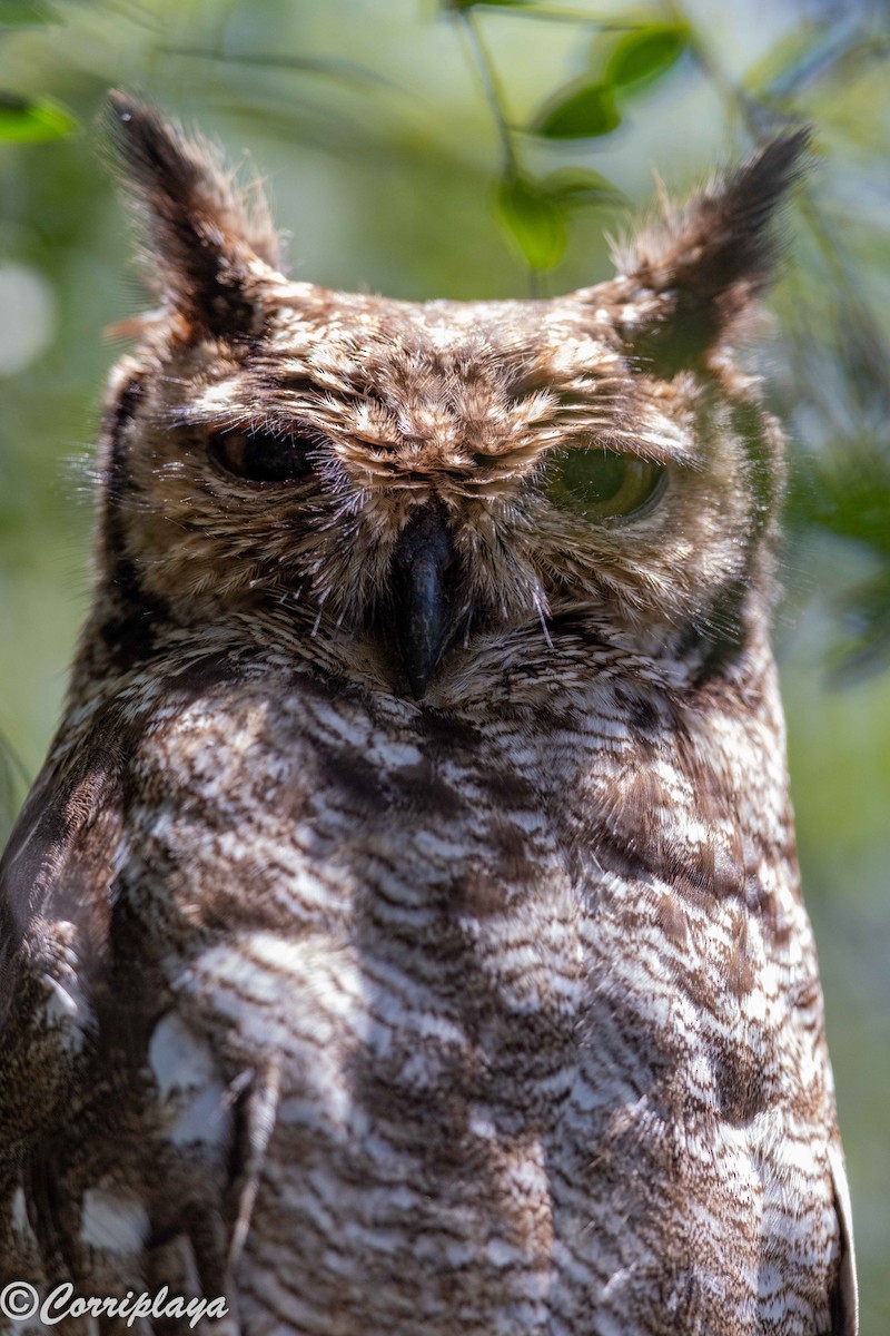 Пугач африканський - ML646806312