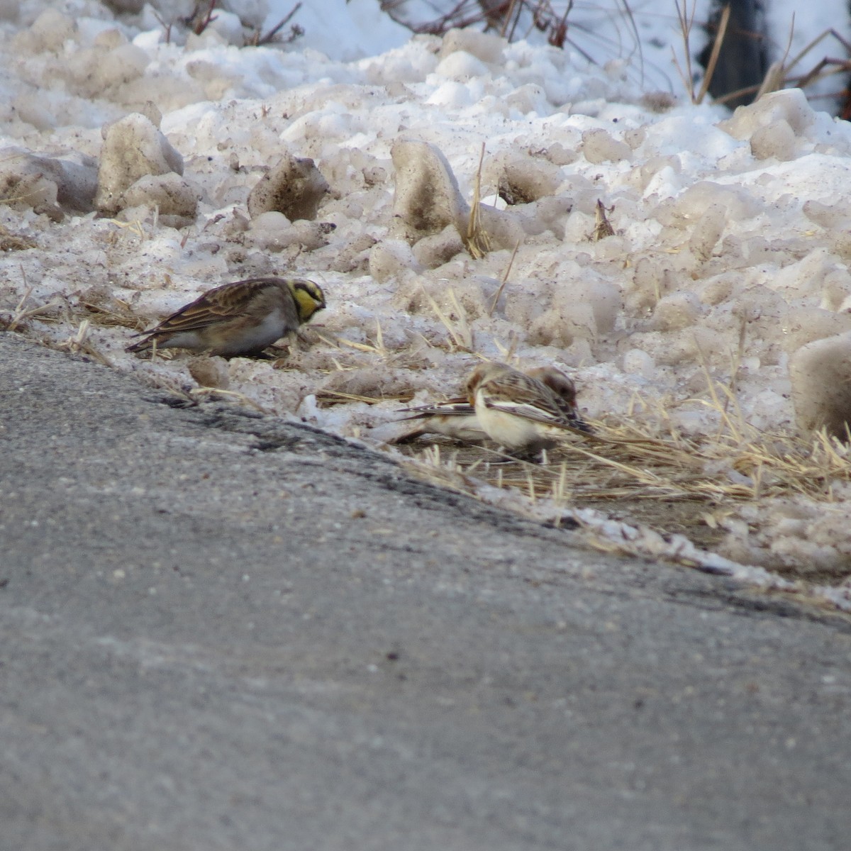 Horned Lark - ML646806313