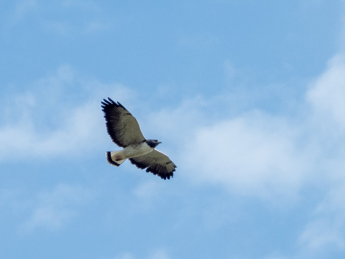 White-tailed Hawk - ML646806314