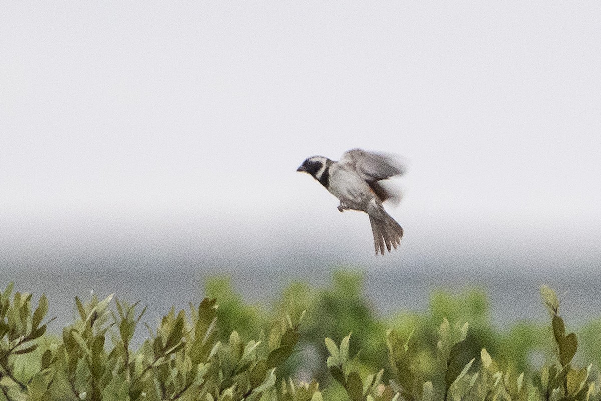 Cape Sparrow - ML646806316