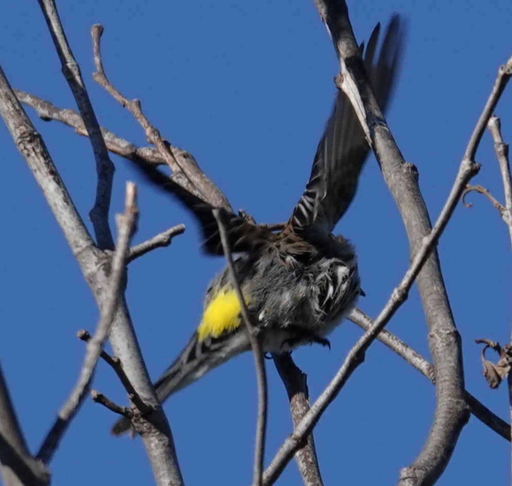 myrteparula - ML646806317