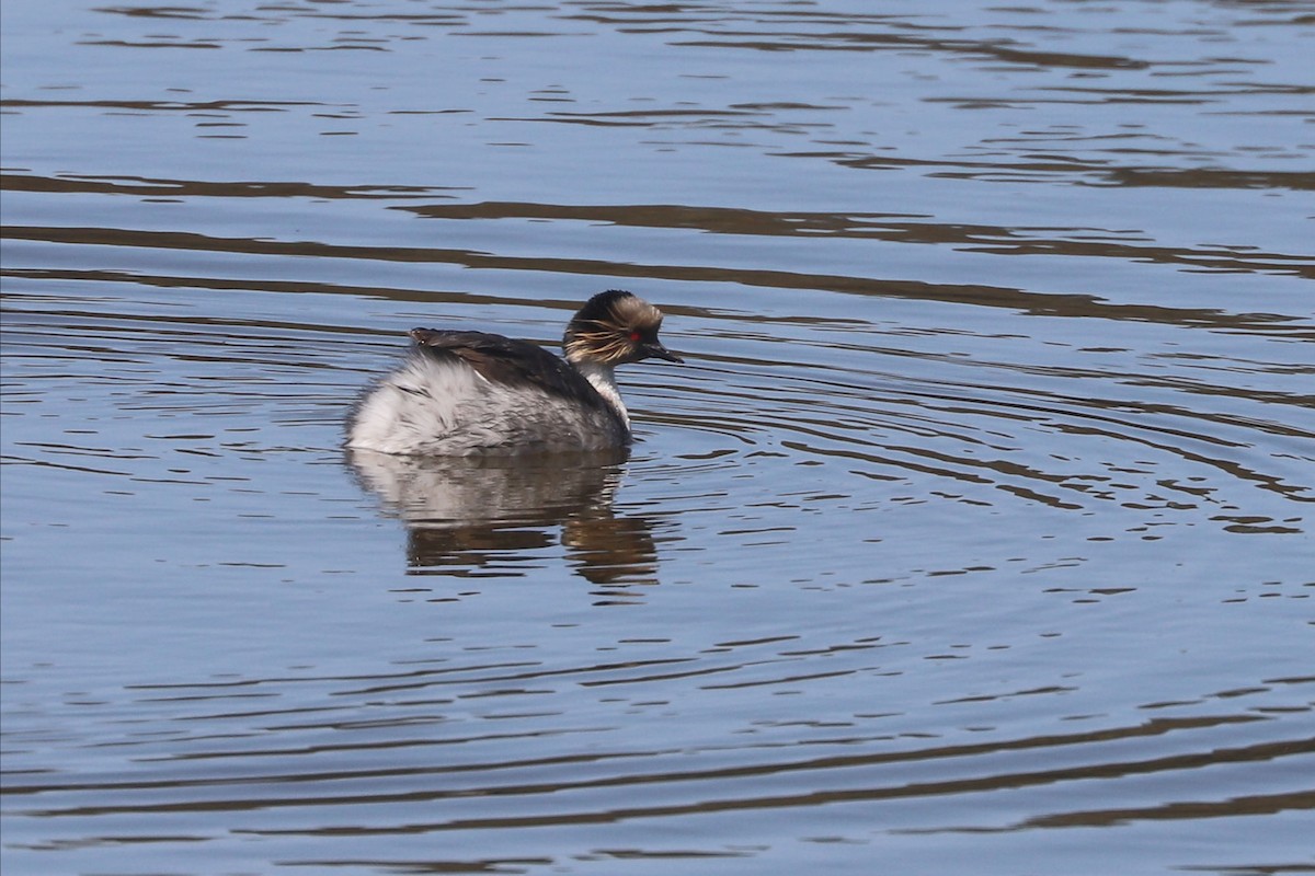 Silvery Grebe - ML646806323