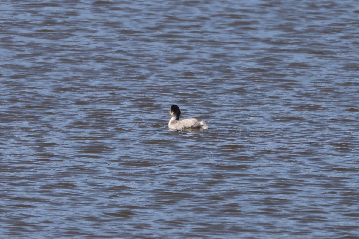 Silvery Grebe - ML646806324