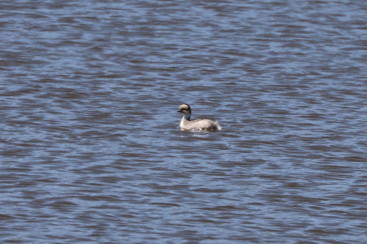 Silvery Grebe - ML646806325