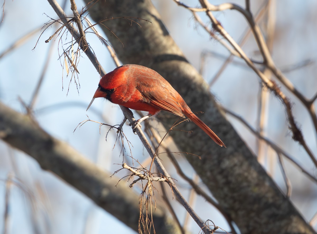 Northern Cardinal - ML646806326
