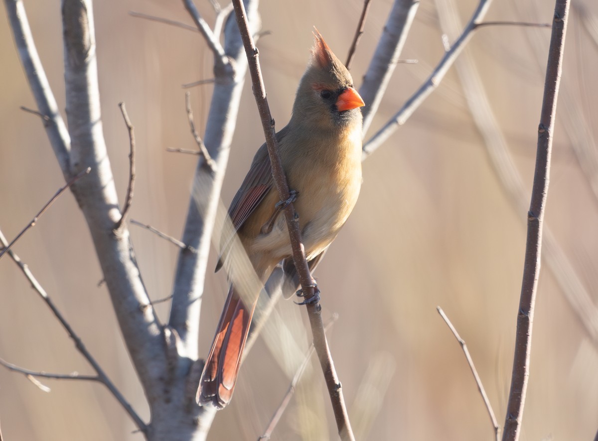 Northern Cardinal - ML646806327