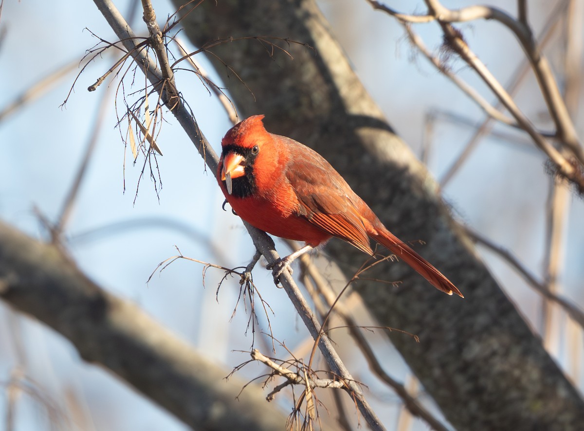 Northern Cardinal - ML646806328