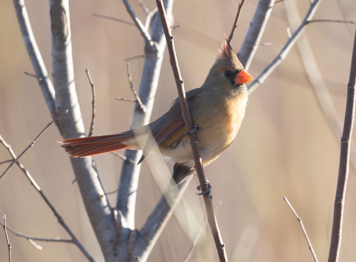 Northern Cardinal - ML646806329