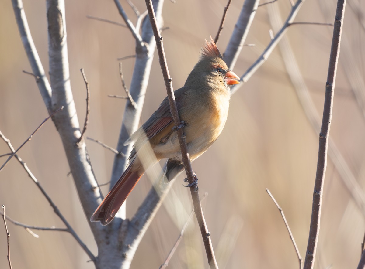 Northern Cardinal - ML646806330