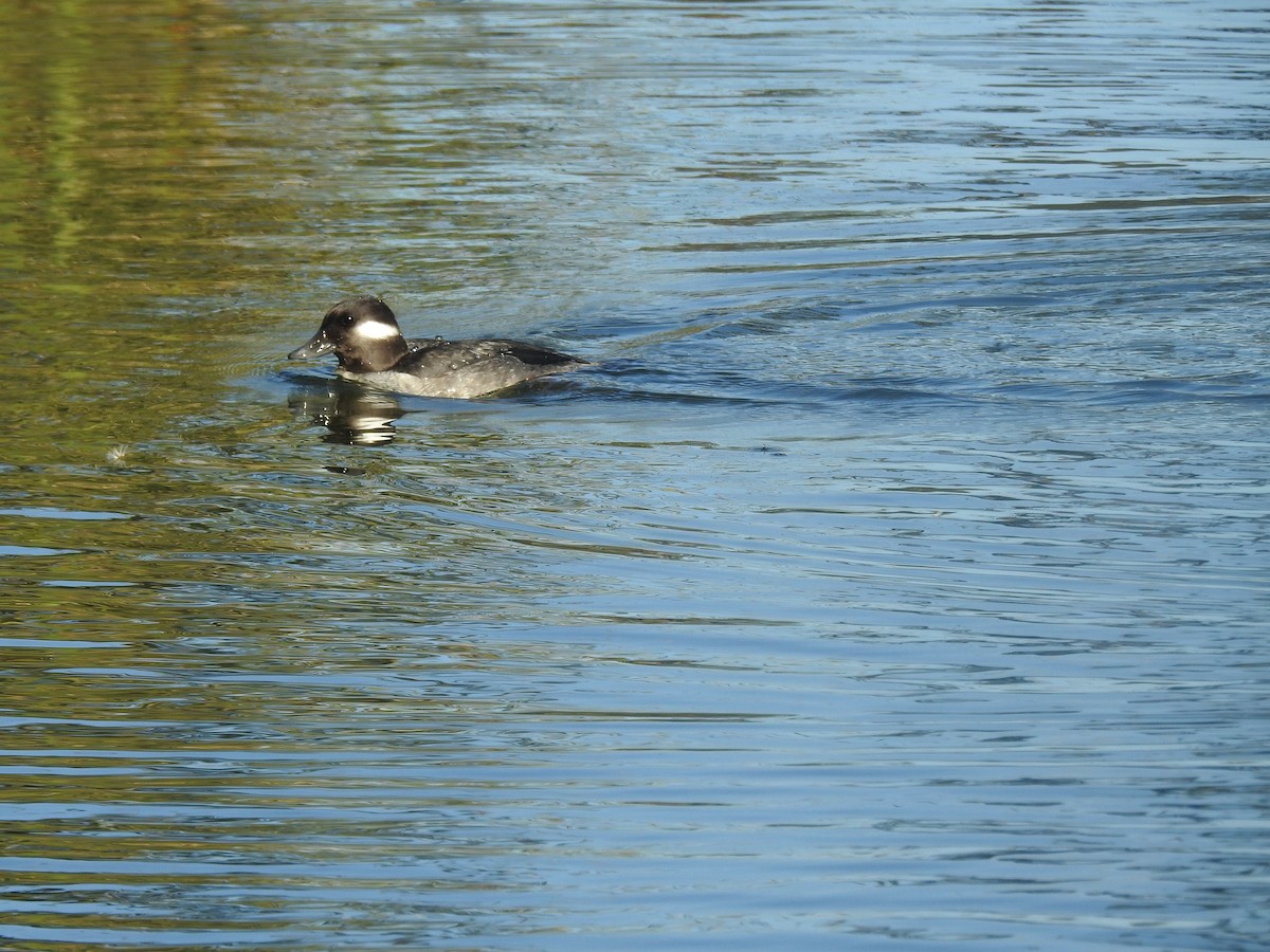 Bufflehead - ML646806332