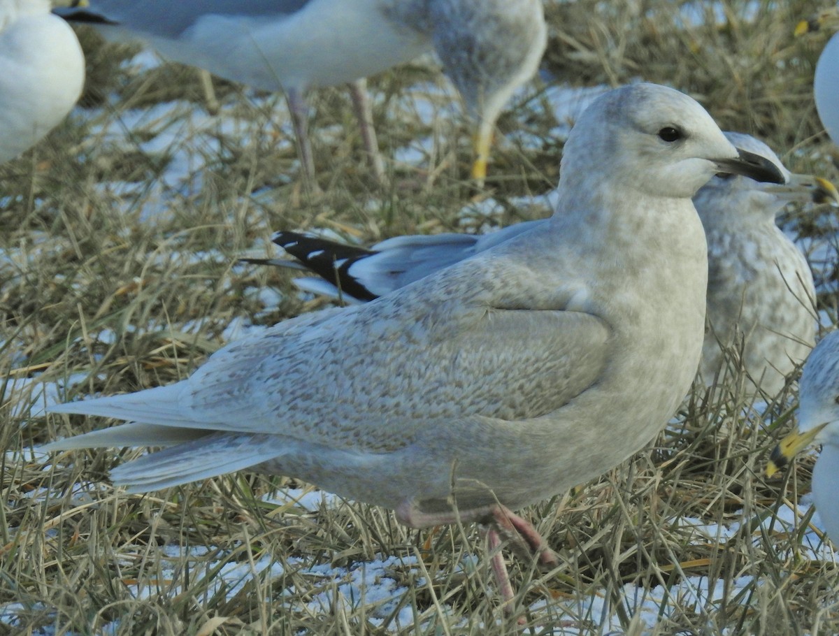 Iceland Gull (kumlieni) - ML646806335