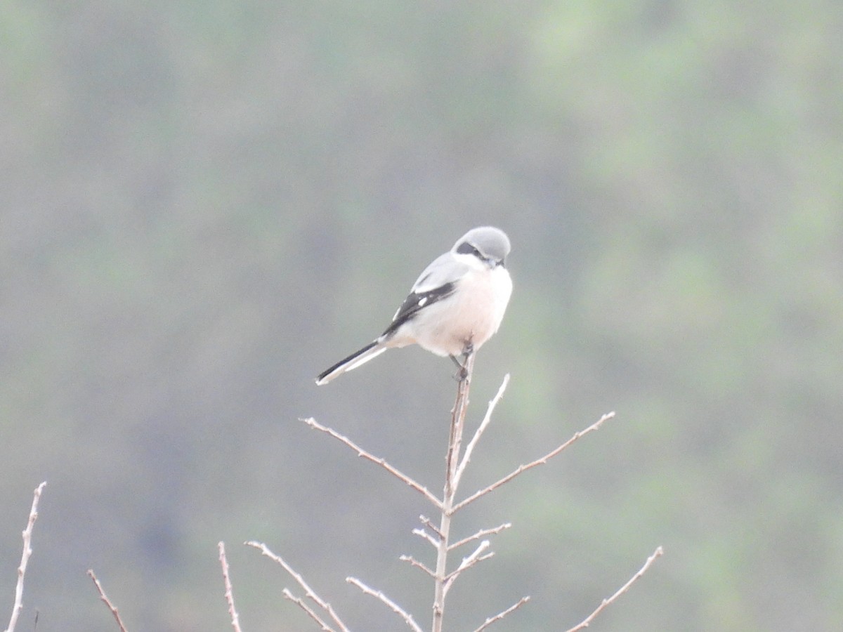 İberya Örümcekkuşu - ML646806336