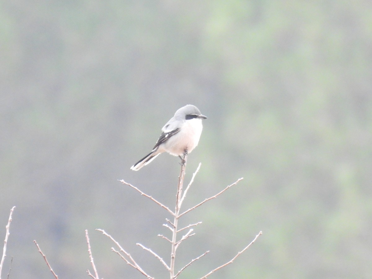 İberya Örümcekkuşu - ML646806338