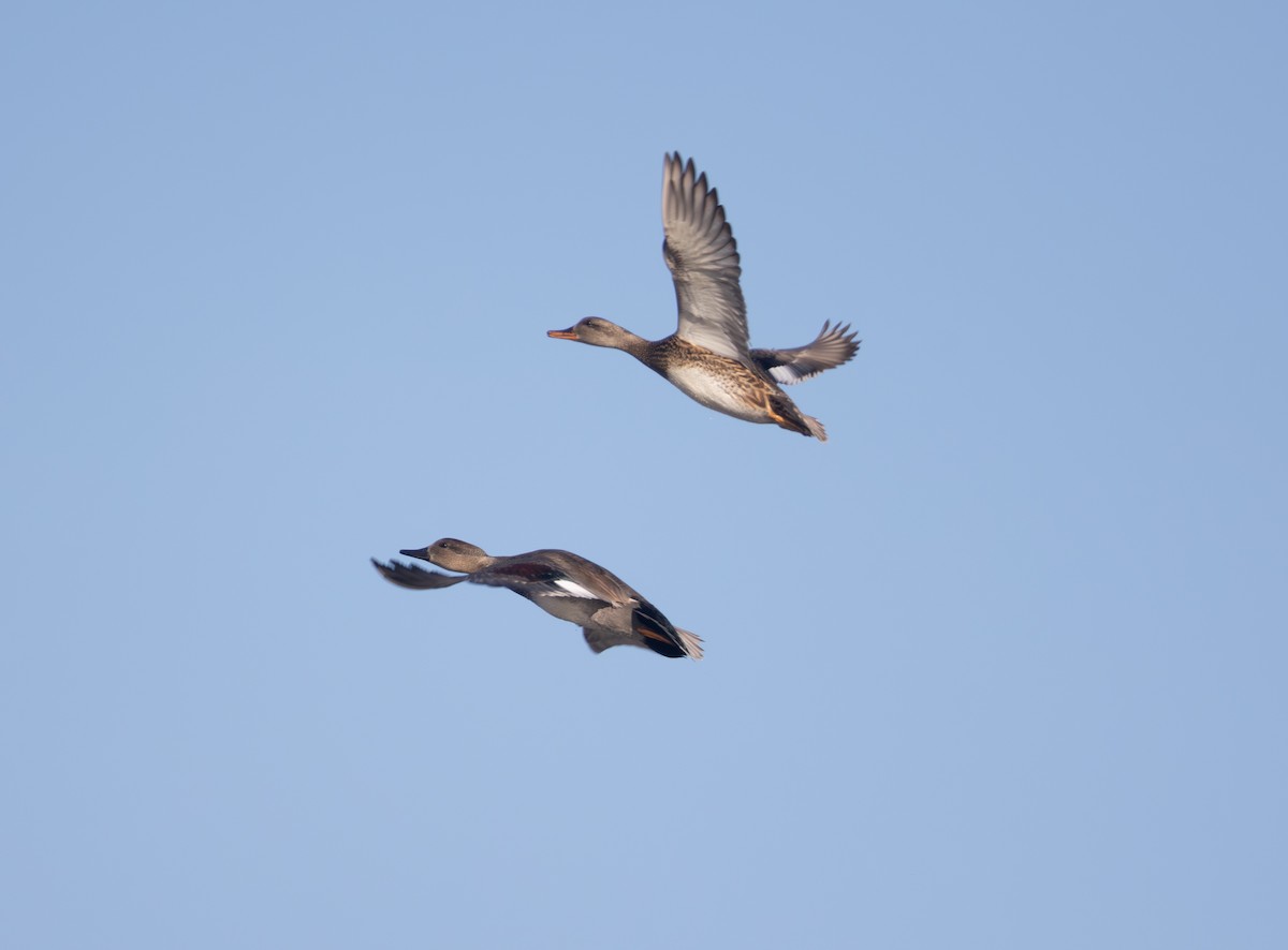 Boz Ördek - ML646806339