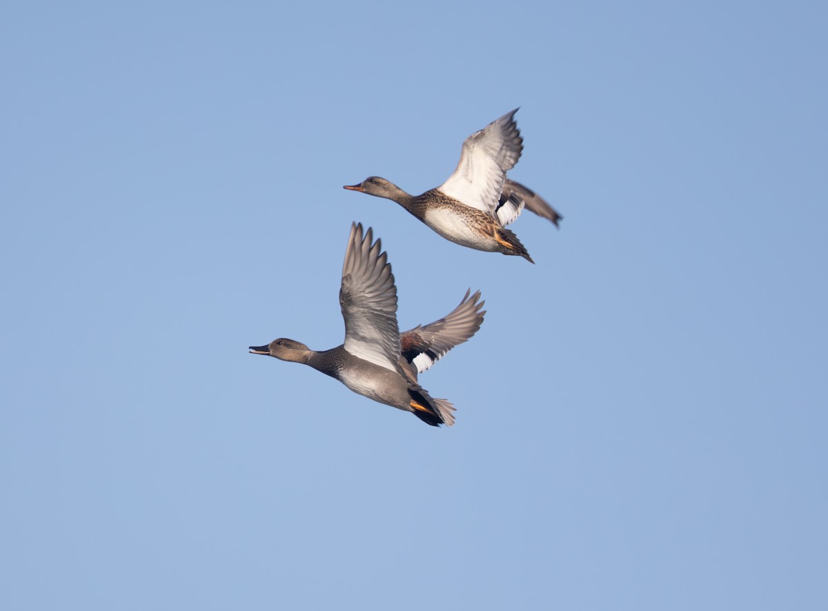 Boz Ördek - ML646806340