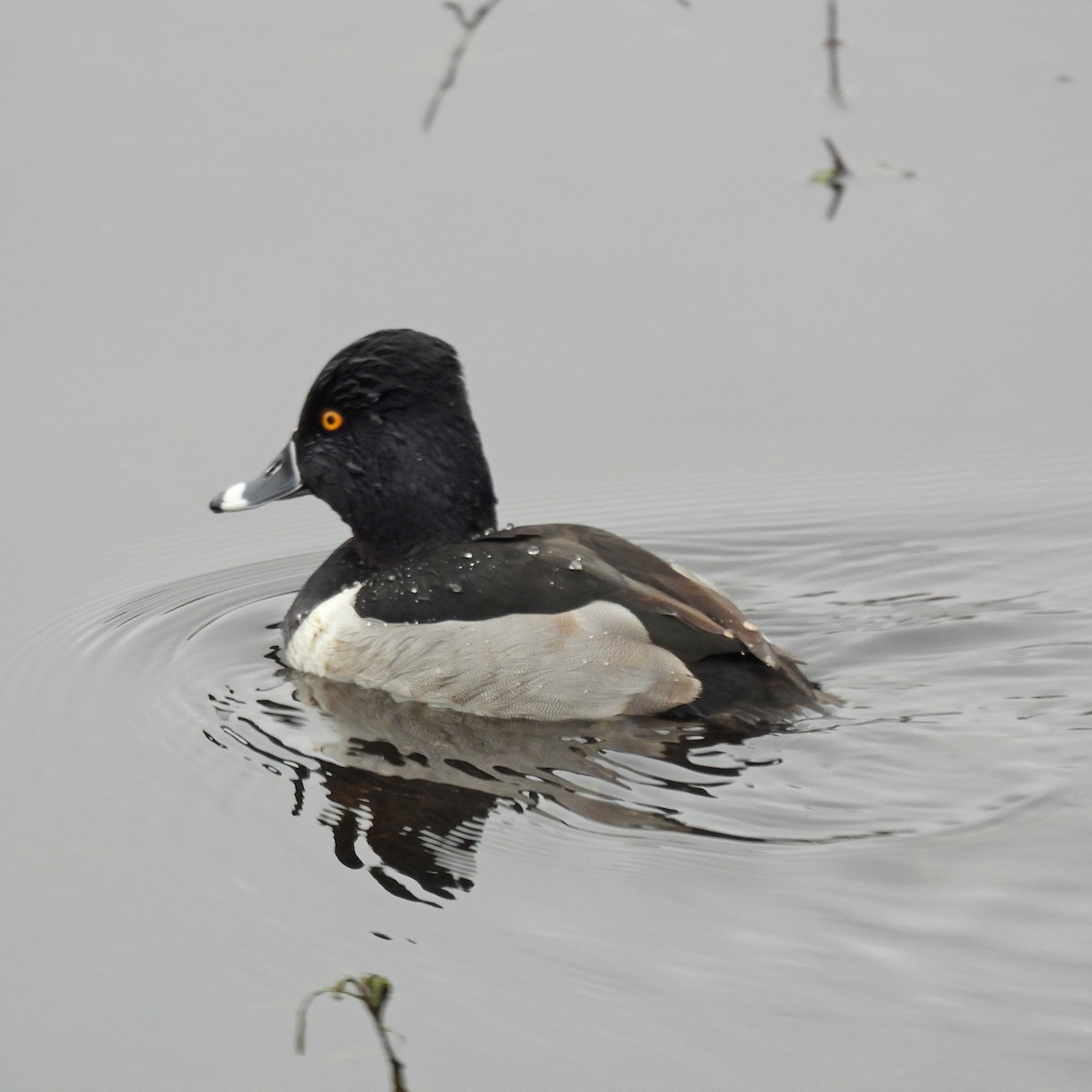 環頸潛鴨 - ML646806341