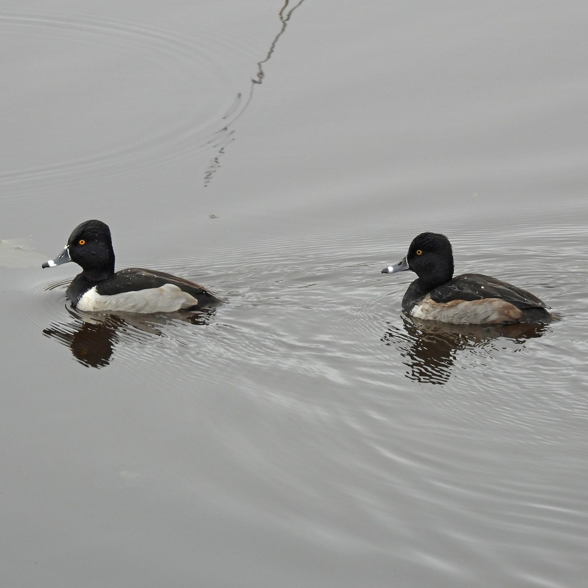 Fuligule à collier - ML646806342