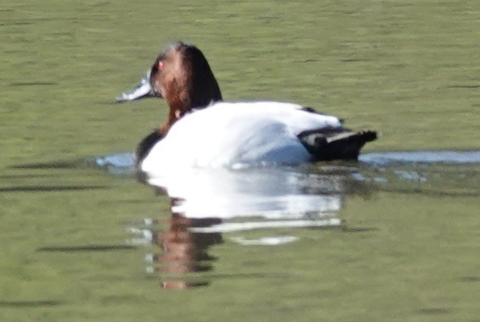 kanvasand - ML646806343