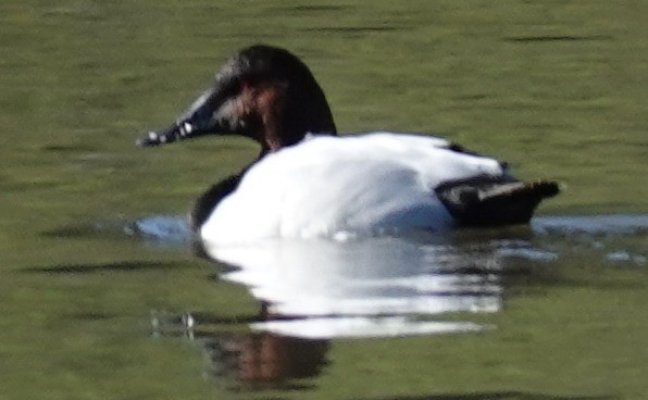 Canvasback - ML646806344