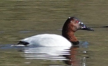 kanvasand - ML646806345