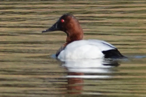 kanvasand - ML646806346