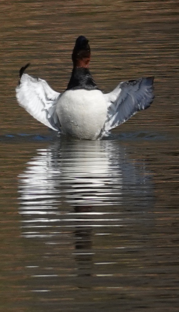 Canvasback - ML646806347