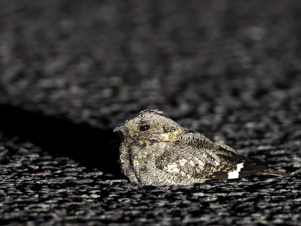 Band-winged Nightjar - ML646806348