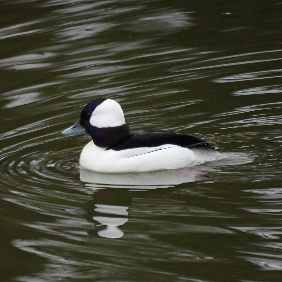 Bufflehead - ML646806349