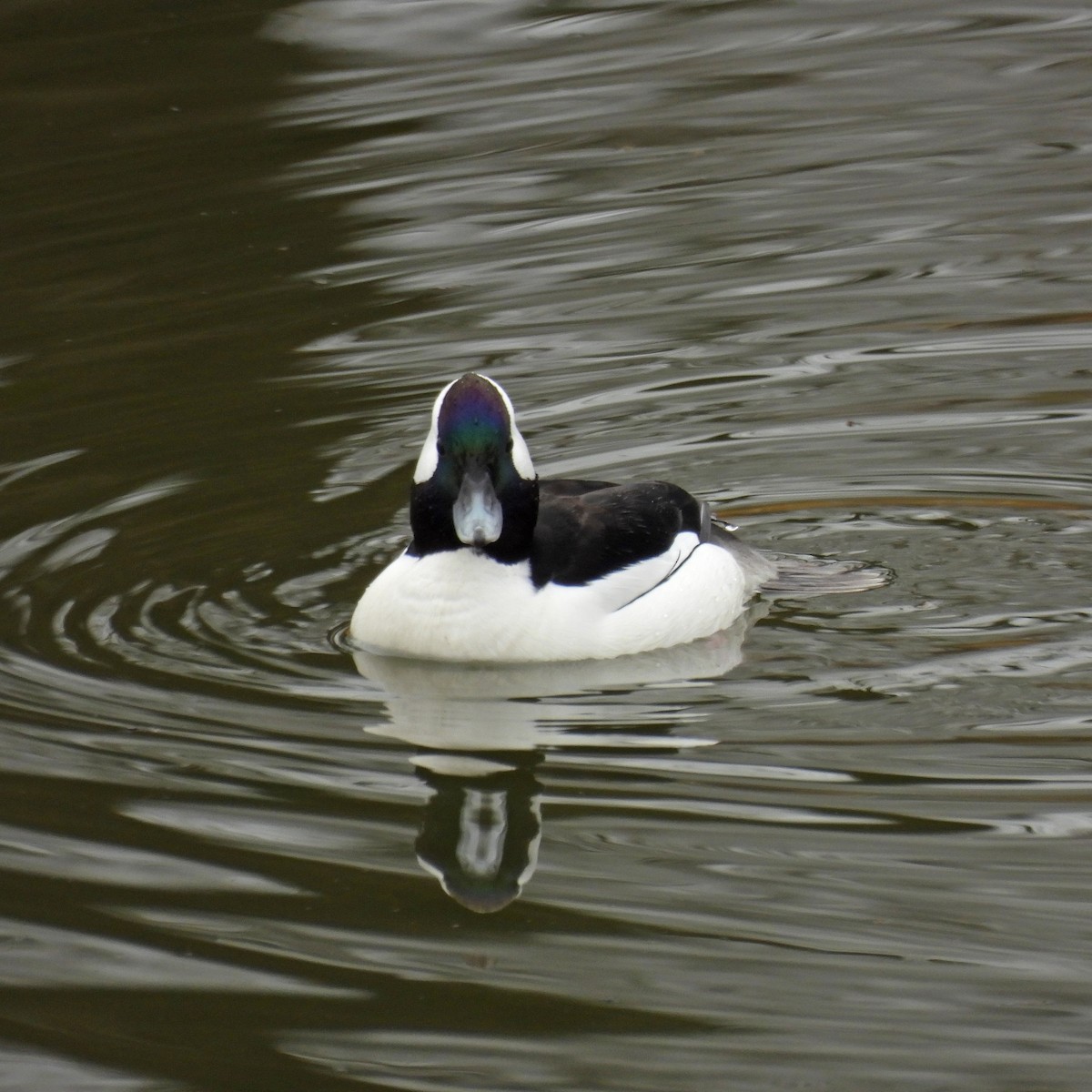 Bufflehead - ML646806350