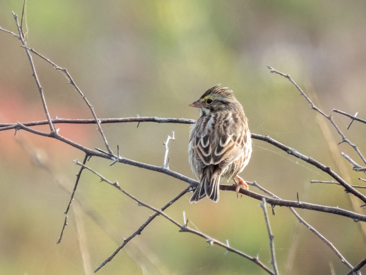 Savannah Sparrow - ML646806351