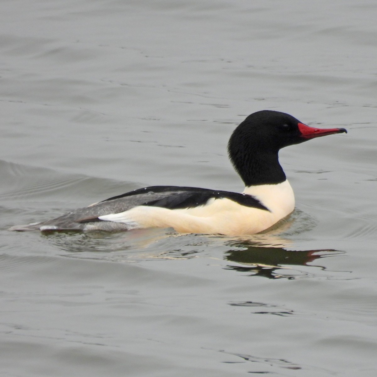 Common Merganser - ML646806352