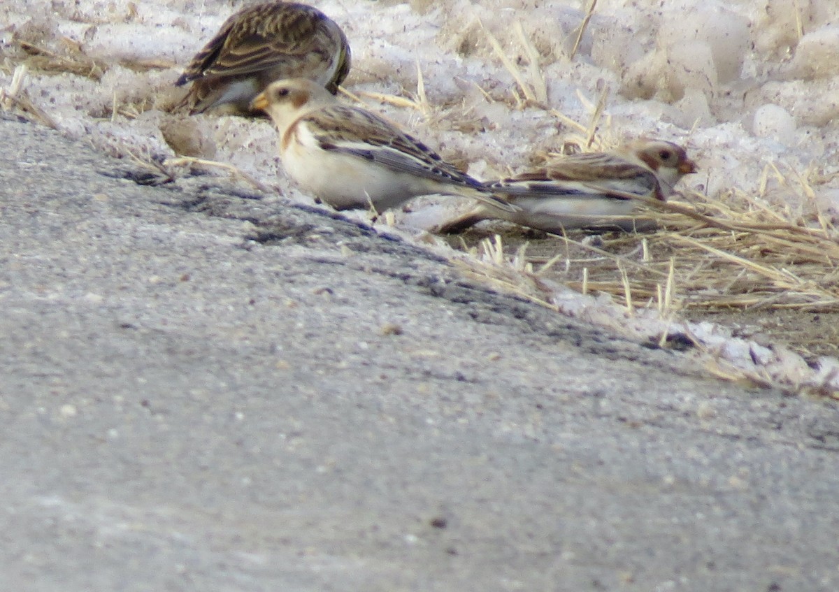 Snow Bunting - ML646806353