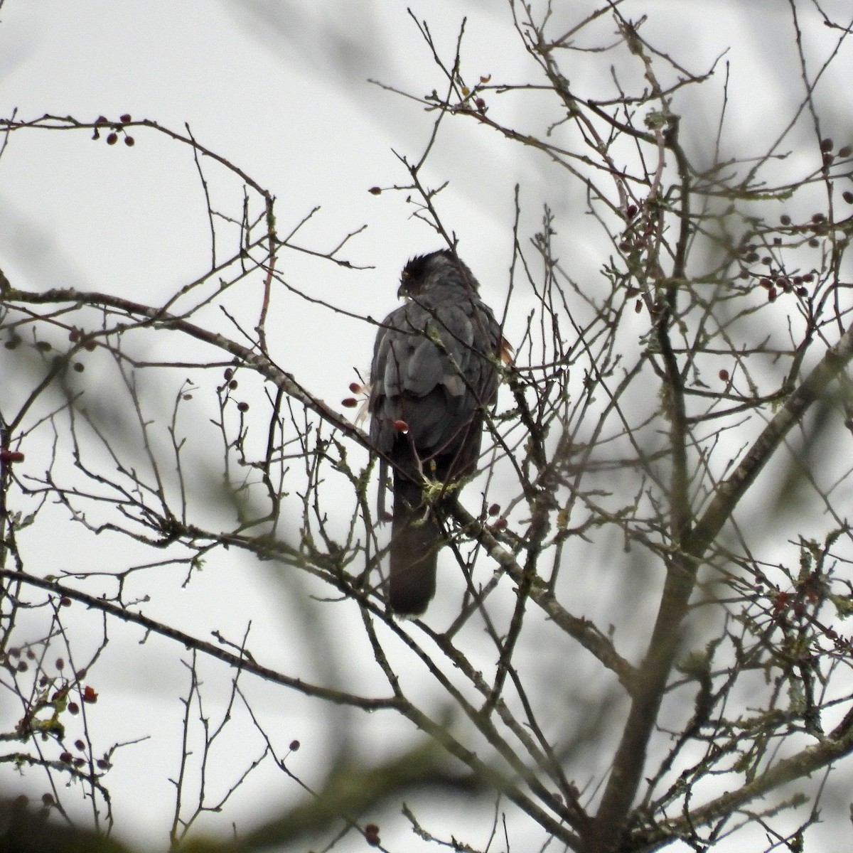 Cooper's Hawk - ML646806354