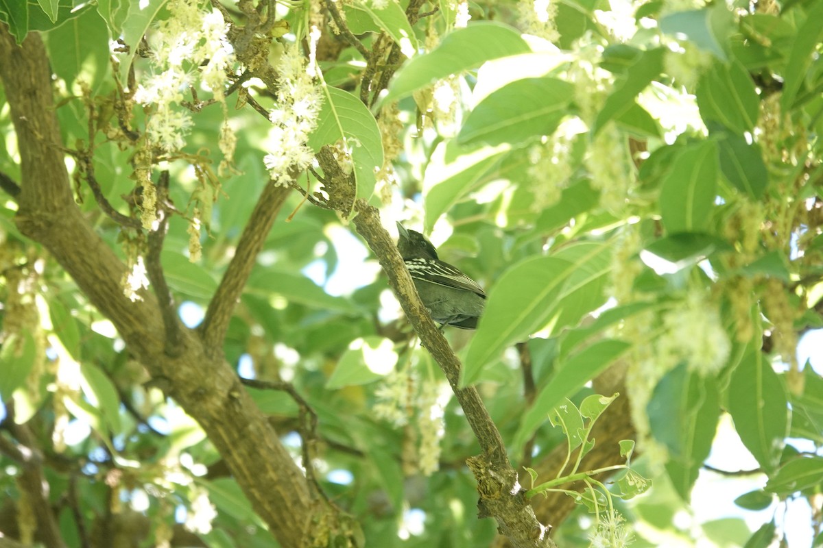 White-winged Becard - ML646806356