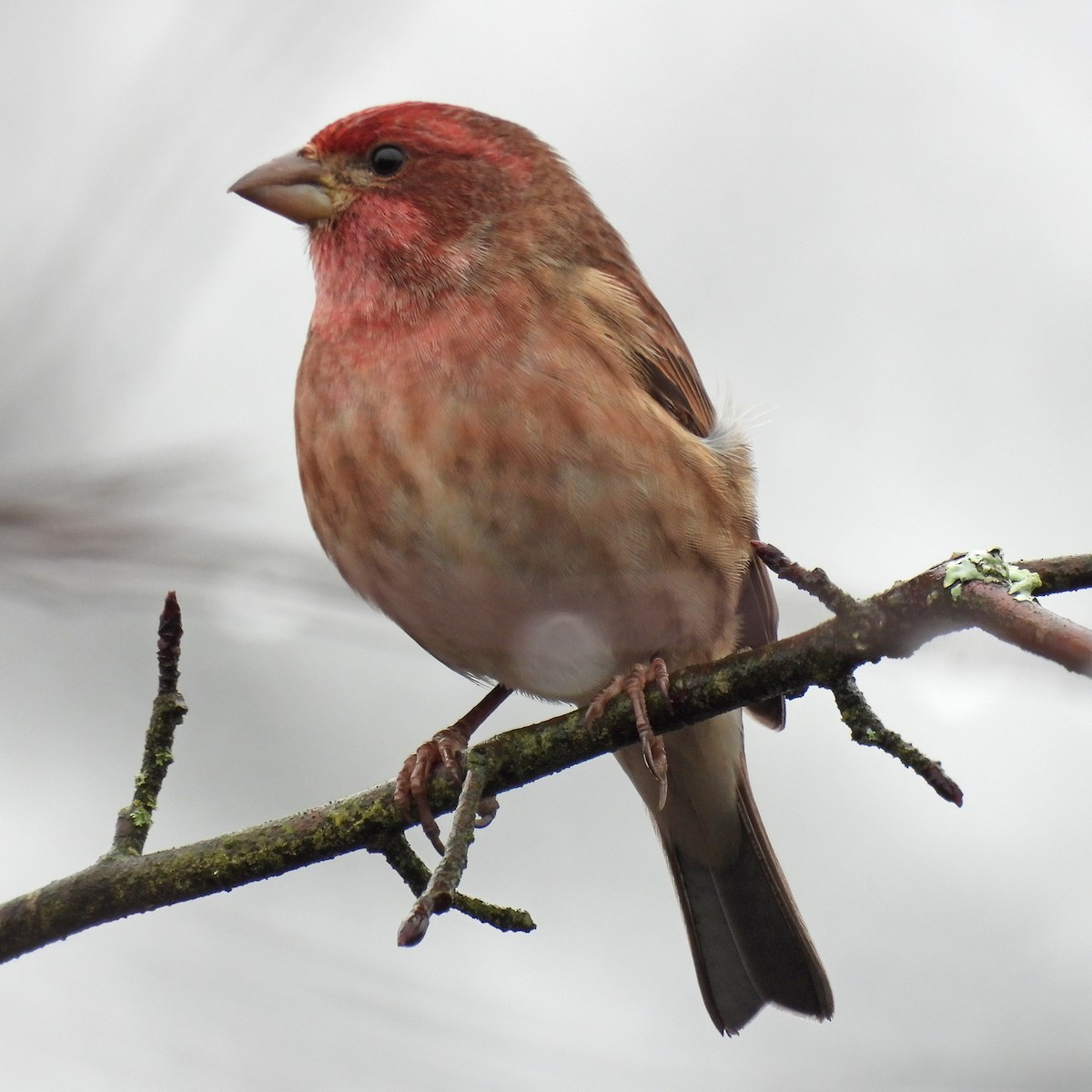 Purple Finch - ML646806357