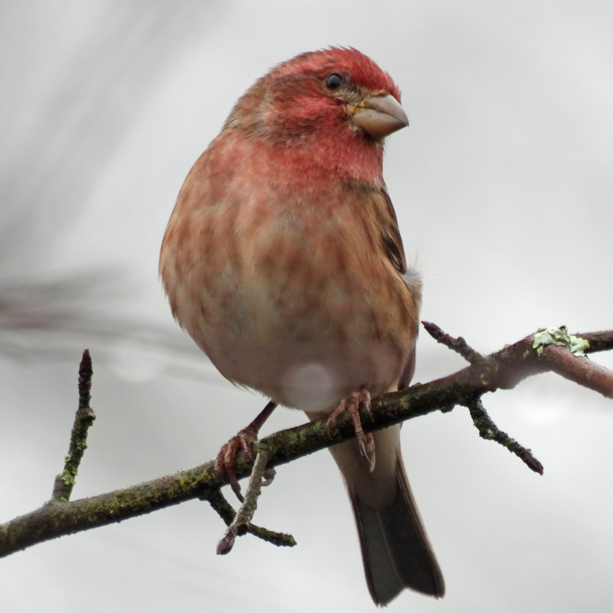 Purple Finch - ML646806358