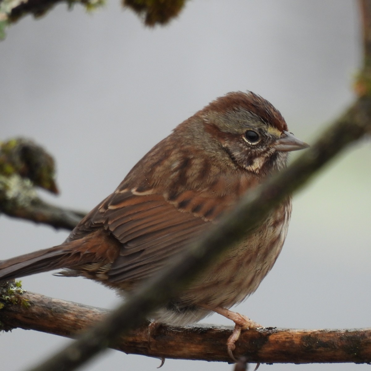 Song Sparrow - ML646806359