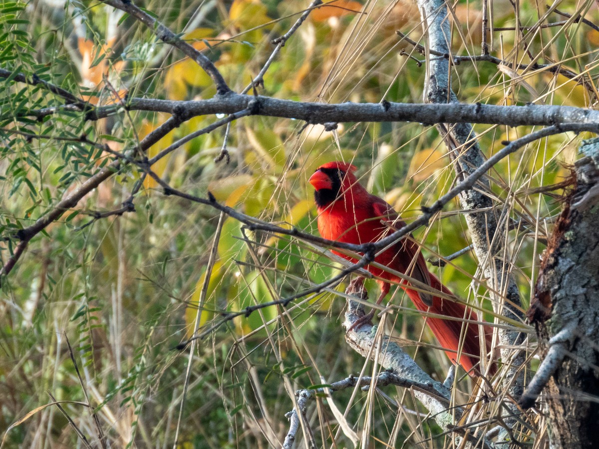 Northern Cardinal - ML646806360