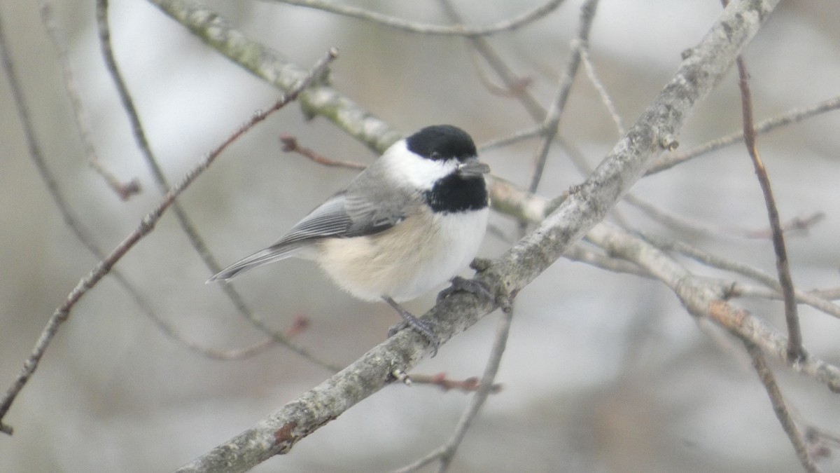 Carolina Chickadee - ML646806361