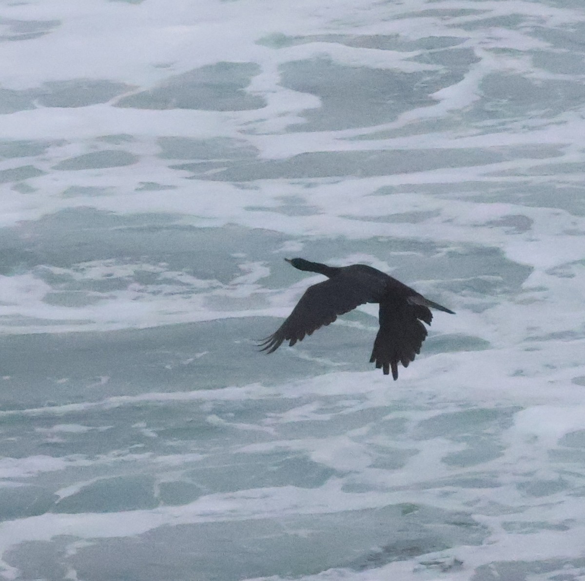 Pelagic Cormorant - ML646806362