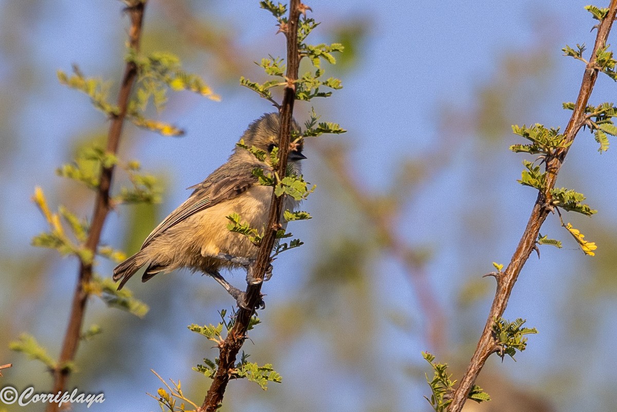 Mouse-colored Penduline-Tit - ML646806363