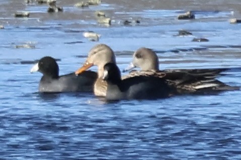 American Coot - ML646806365
